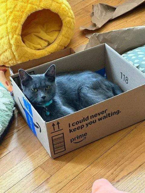 Dumpling Squash, a young female Chartreux cat up for adoption