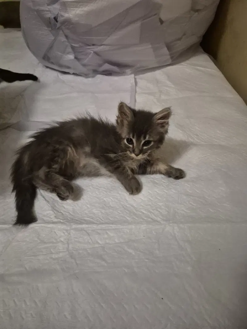 C343 Litter Fina, a female kitten up for adoption
