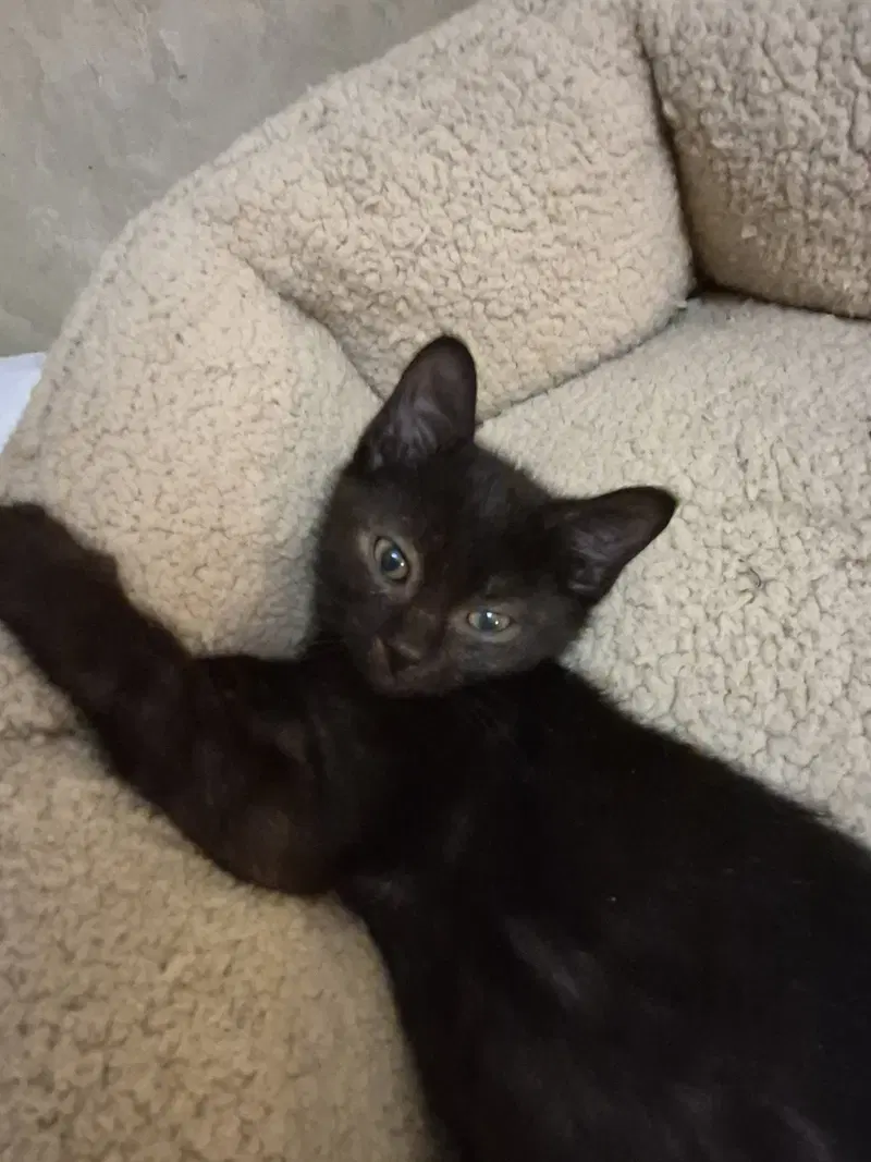 C343 Litter Sergio, a male kitten up for adoption