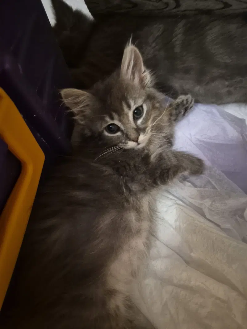C343 Litter Fina, photo 2
