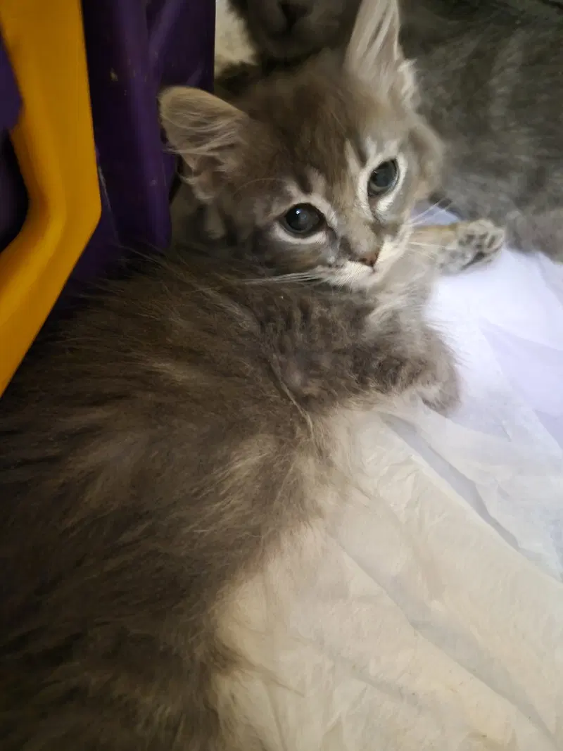 C343 Litter Fina, photo 3