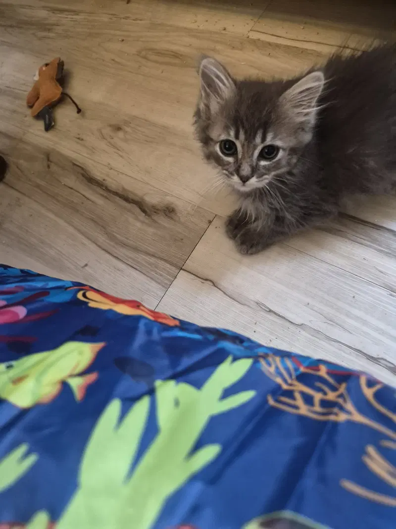 C343 Litter Fina, photo 4