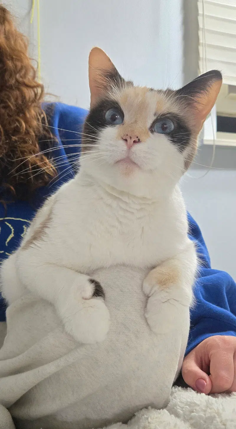 Arya, an adult Siamese cat up for adoption