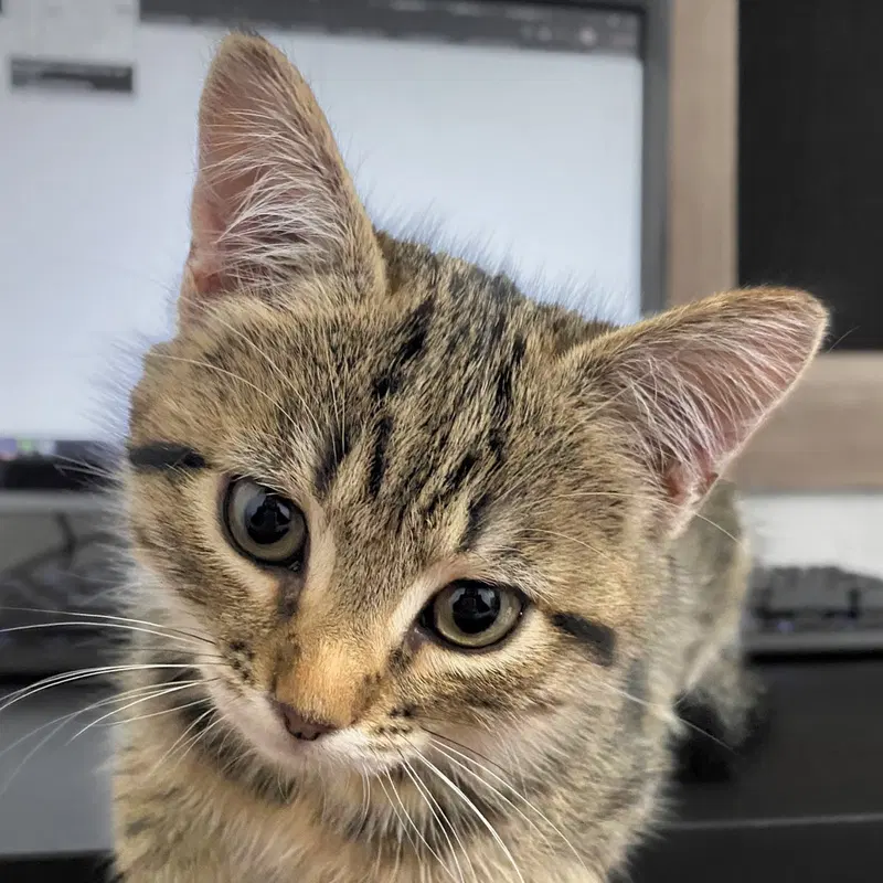 Hazard, a female kitten up for adoption