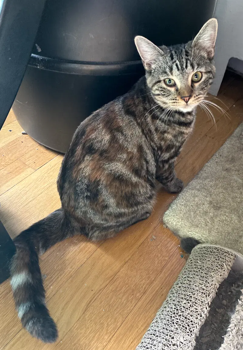 Cats for Adoption in Rockland County, NY: 30 Cats Looking for a Home ...