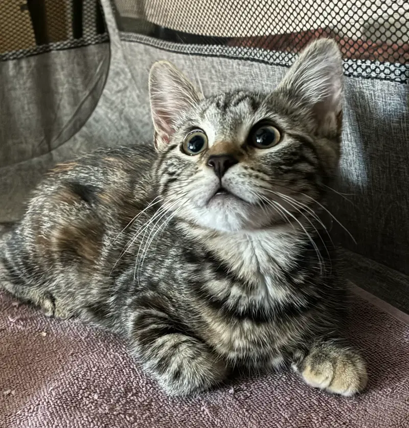 Cats for Adoption in Rockland County, NY: 30 Cats Looking for a Home ...