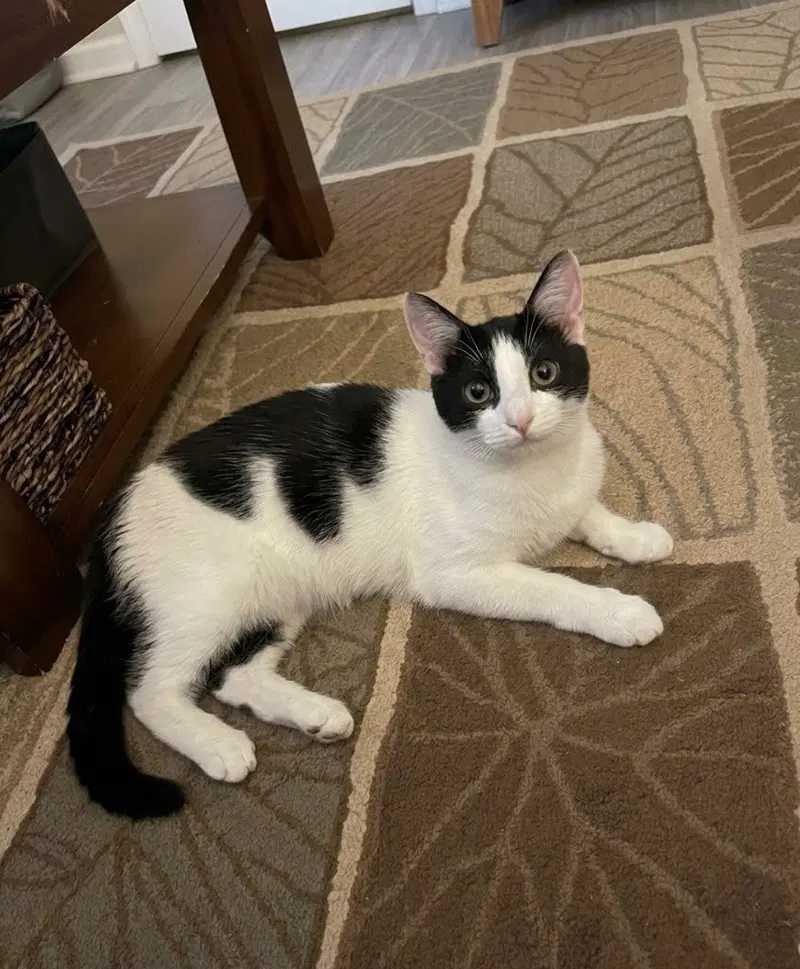 Sundance Kid, a young male Tuxedo cat up for adoption