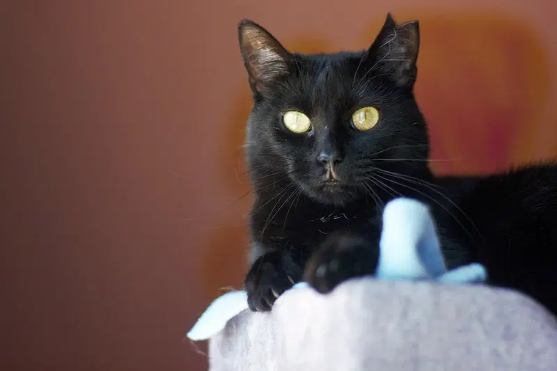 Olivia, an adult female cat up for adoption