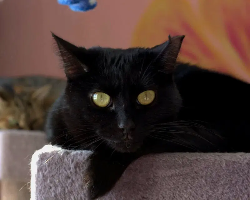 Olivia, photo 3