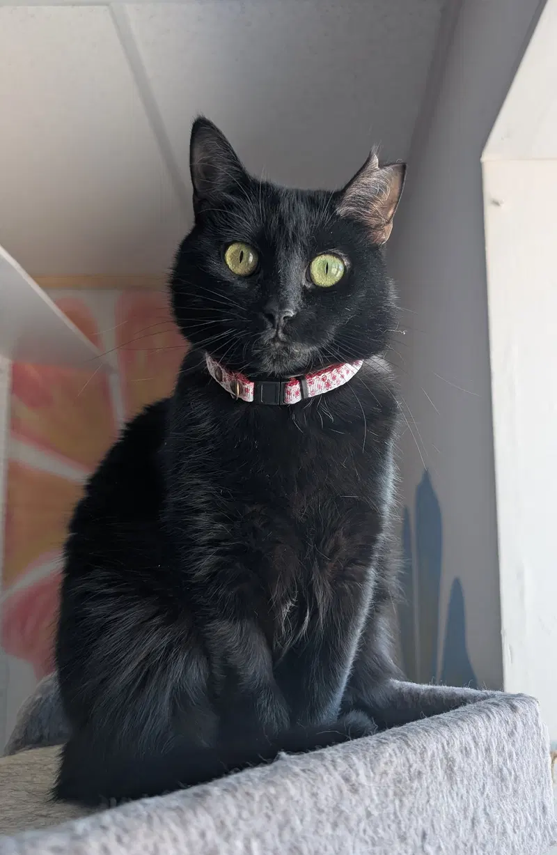 Olivia, photo 4