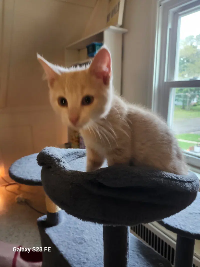 Birch, a male kitten up for adoption
