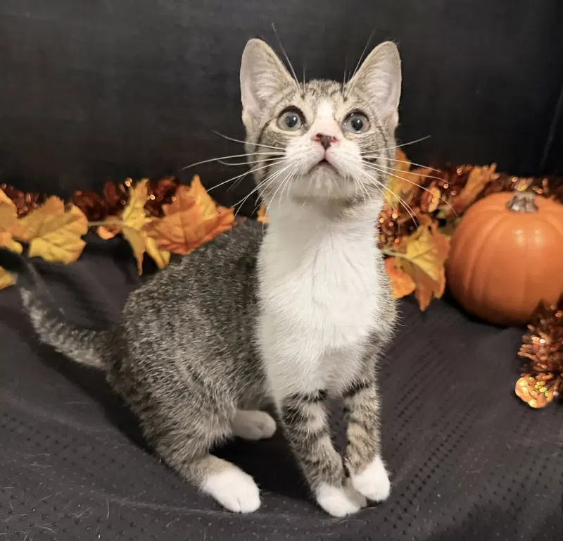 Meme, a female Tabby kitten up for adoption