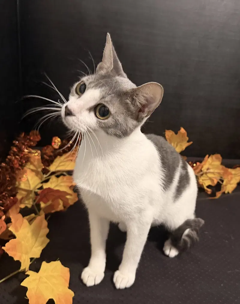 Mama Mia, a young female Tabby cat up for adoption