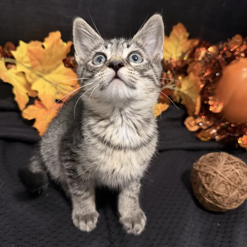 Fritz, a male Tabby kitten up for adoption
