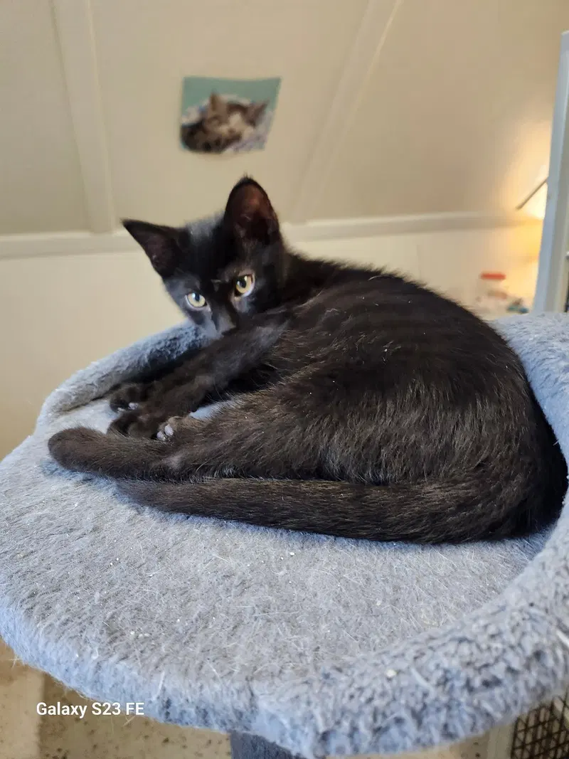 Bumblepaws, a male kitten up for adoption