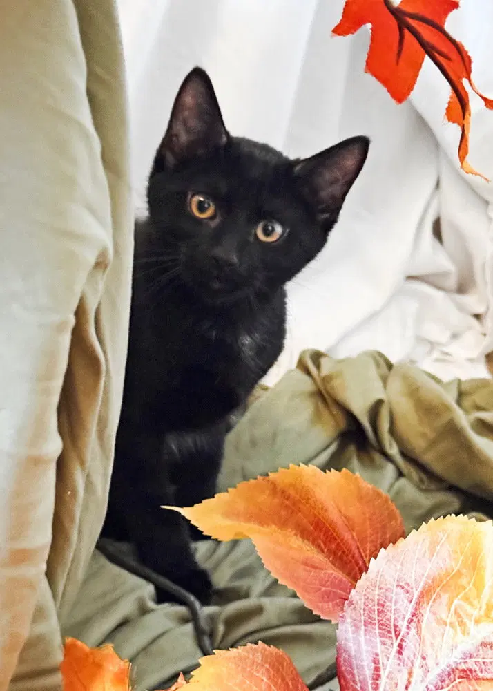 Gatsby, a male kitten up for adoption
