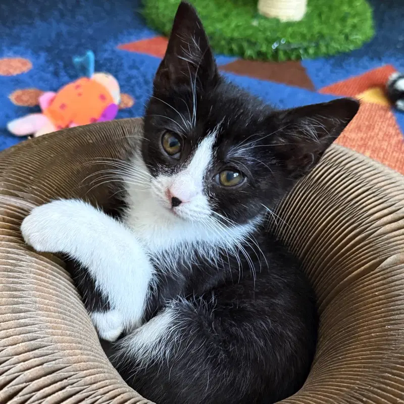 Magpie, a young female cat up for adoption