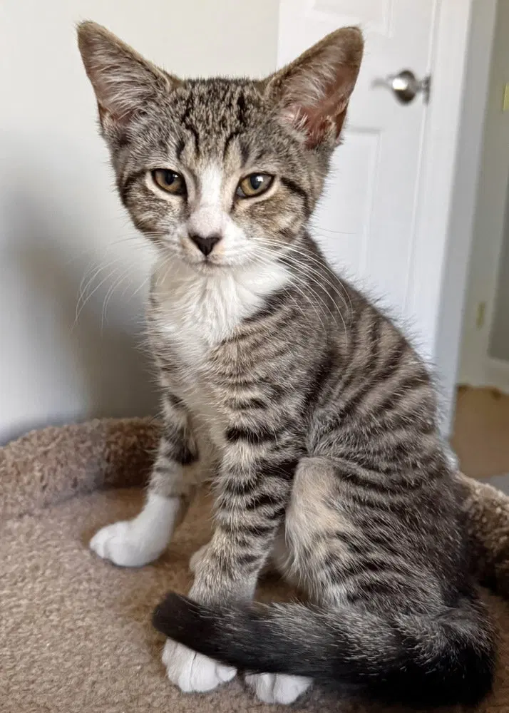Rockette, a female kitten up for adoption