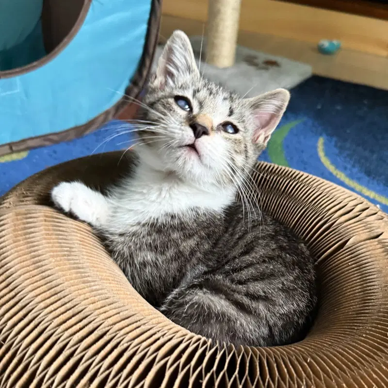 Tippy, a male kitten up for adoption