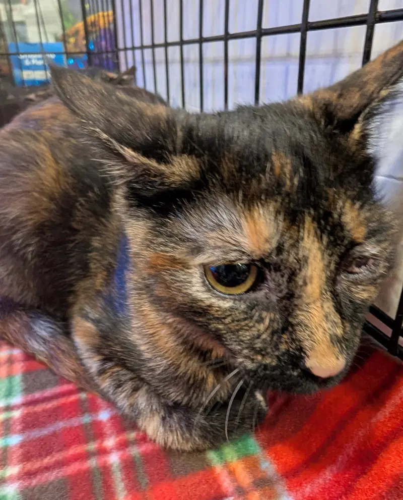 Emerald, a female kitten up for adoption