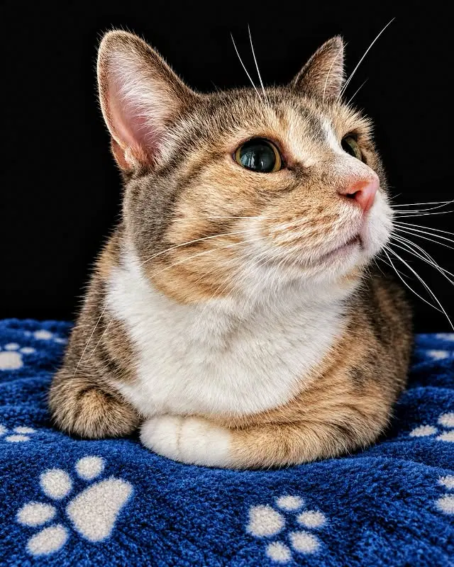 Patches, an adult female cat up for adoption