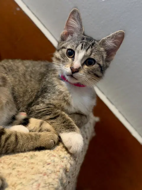 Maple, a female cat up for adoption
