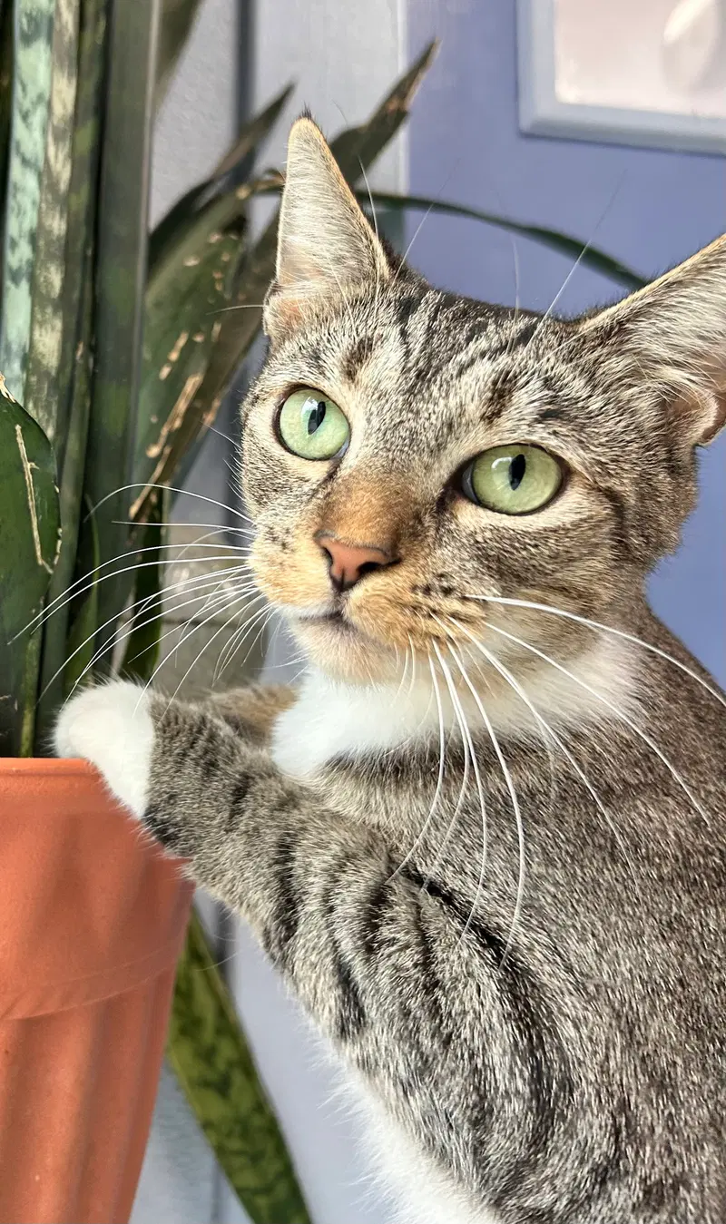 Stella, an adult female American Shorthair cat up for adoption