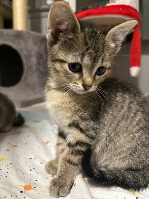 Poppy, photo 2