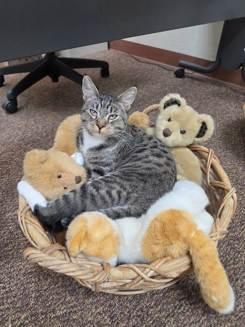 Leo, an adult male cat up for adoption
