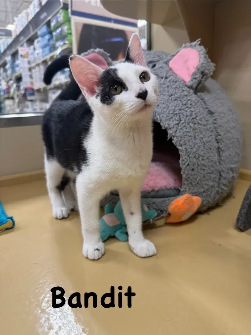 Bandit, a young male cat up for adoption