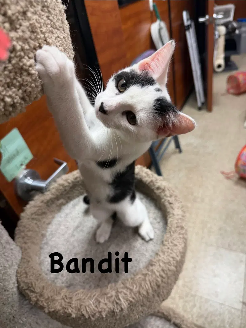 Bandit, photo 2