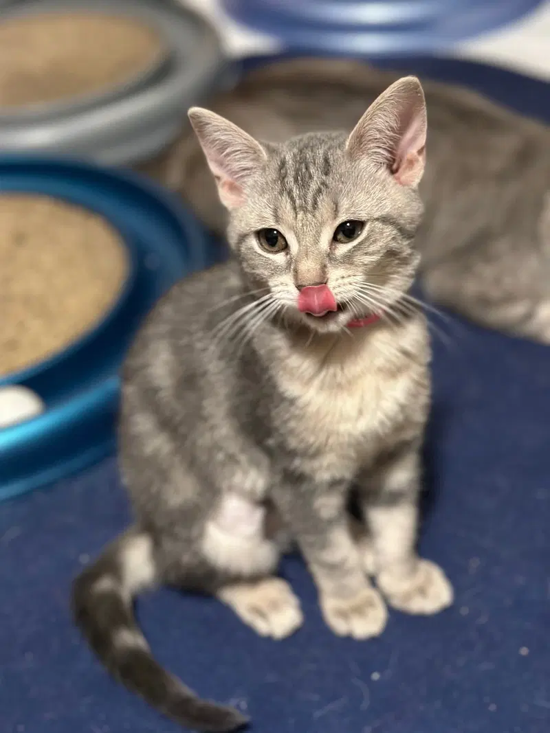 Clover, a female cat up for adoption