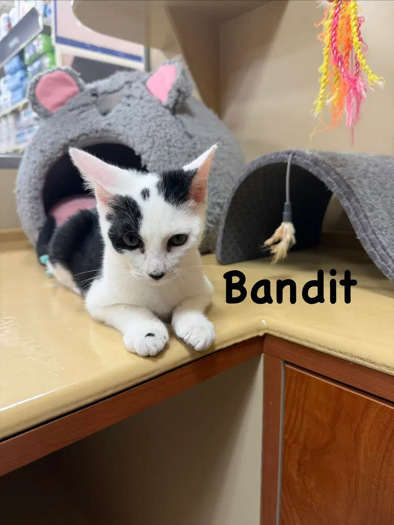 Bandit, photo 4