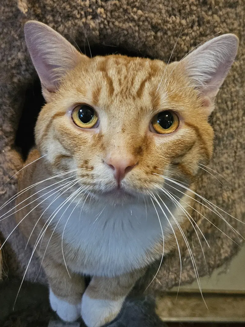 Capy, an adult male cat up for adoption