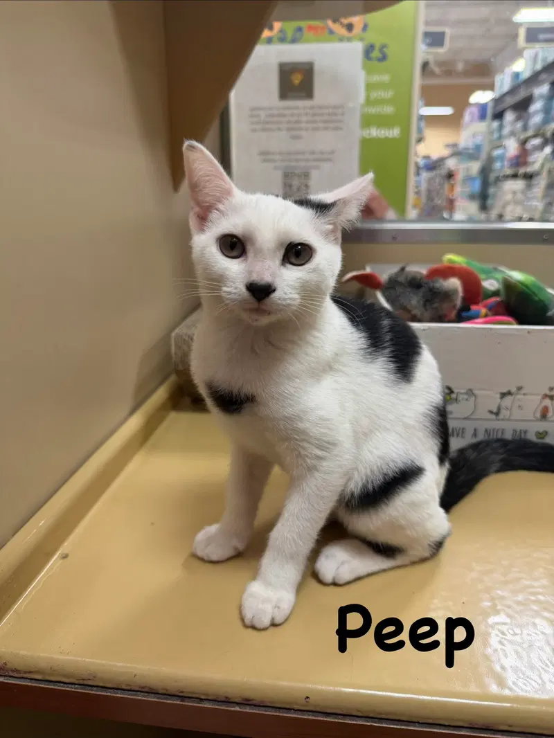 Peep, a young male cat up for adoption