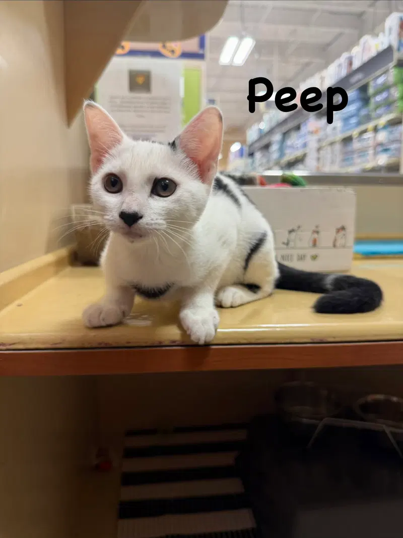 Peep, photo 2
