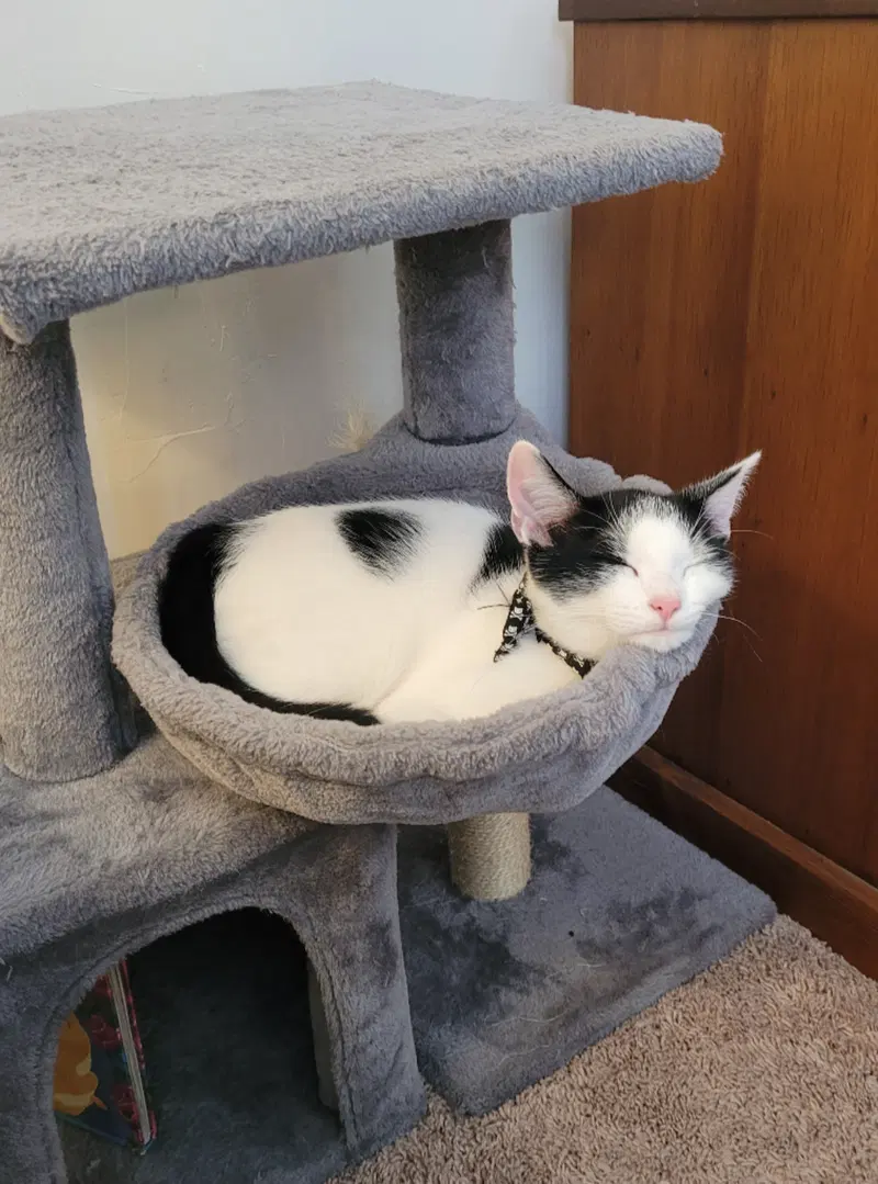 Oreo, a male kitten up for adoption