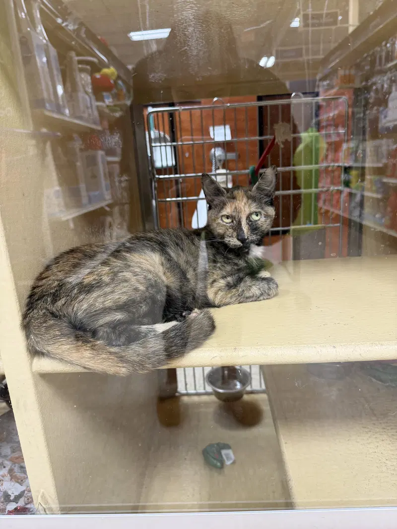 Autumn, a young female cat up for adoption