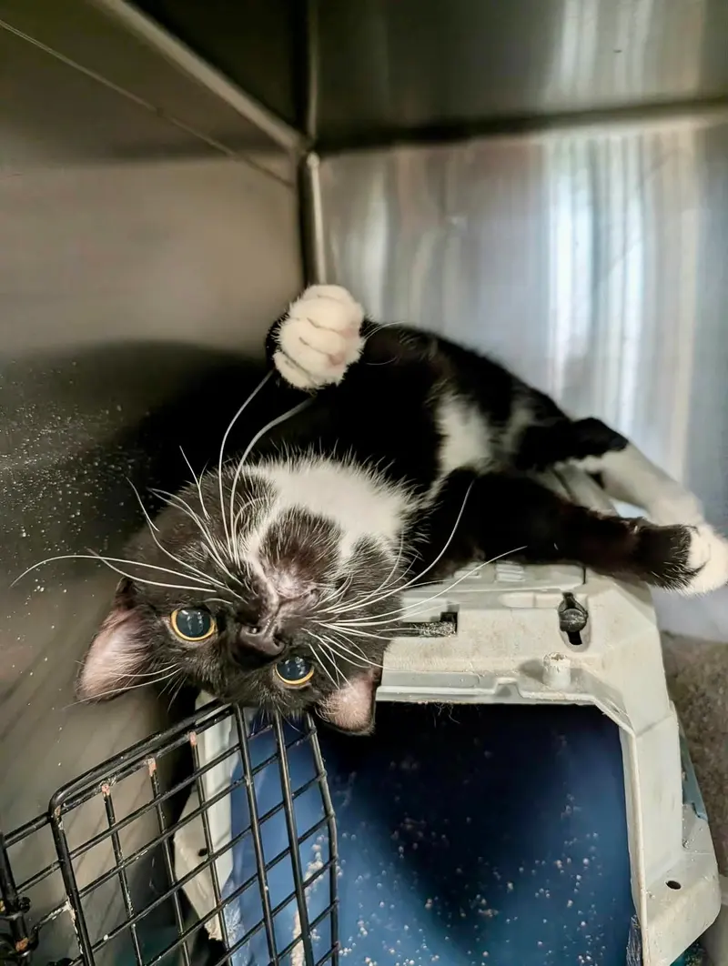 Bolt, a young male cat up for adoption