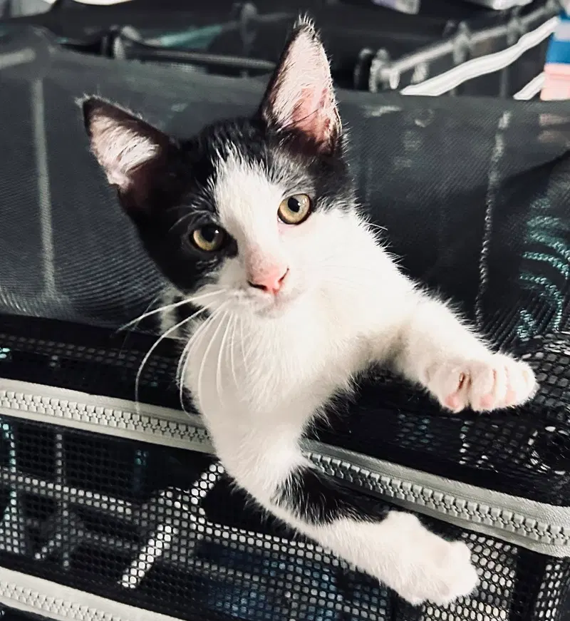 Dorian, a male kitten up for adoption