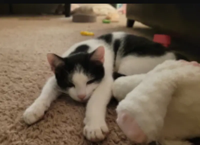 Oreo, photo 2