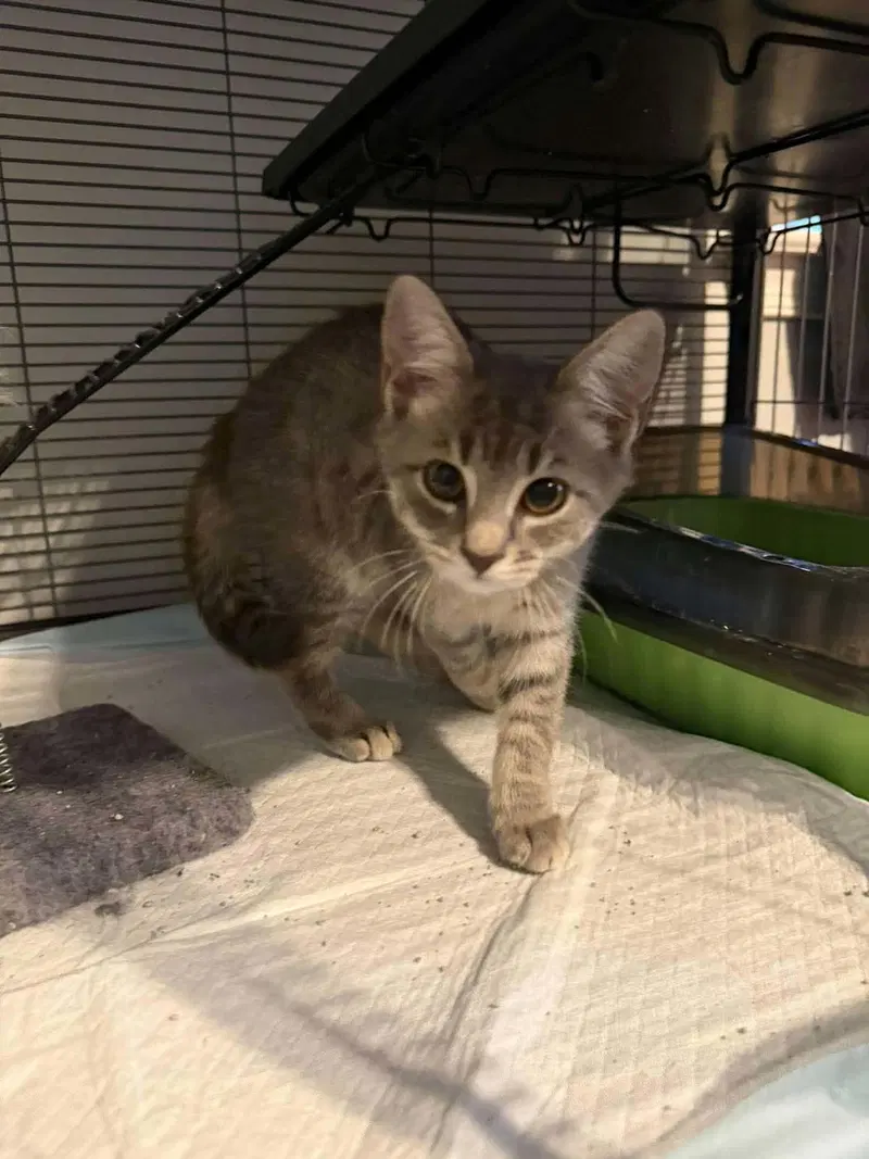 Missouri, a female kitten up for adoption