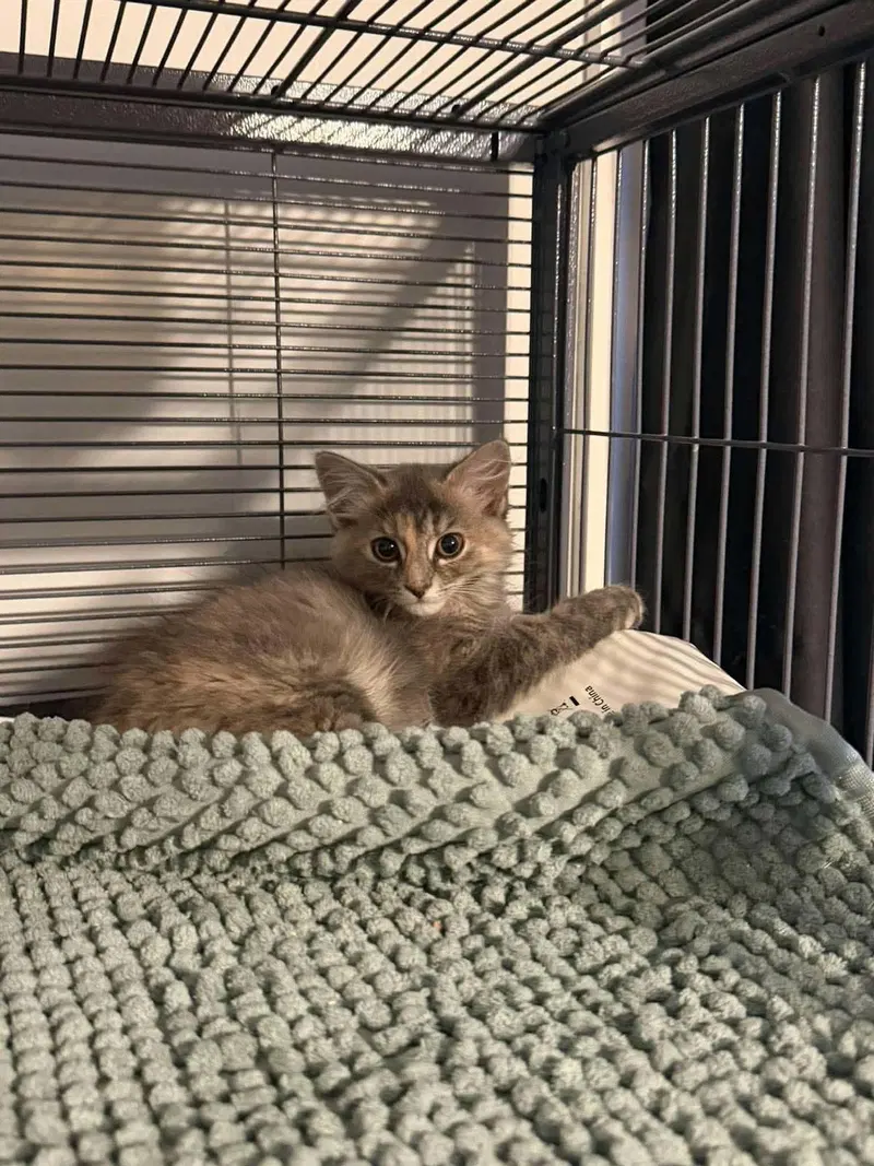 Mississippi, a female kitten up for adoption