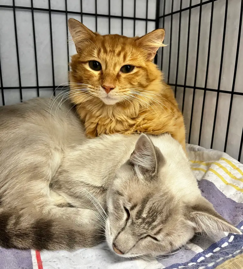 Minnie and Ghost, young male cats up for adoption