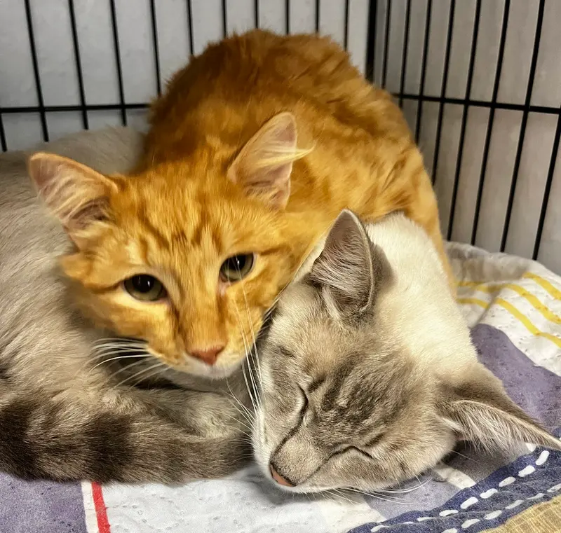 Minnie and Ghost, photo 4