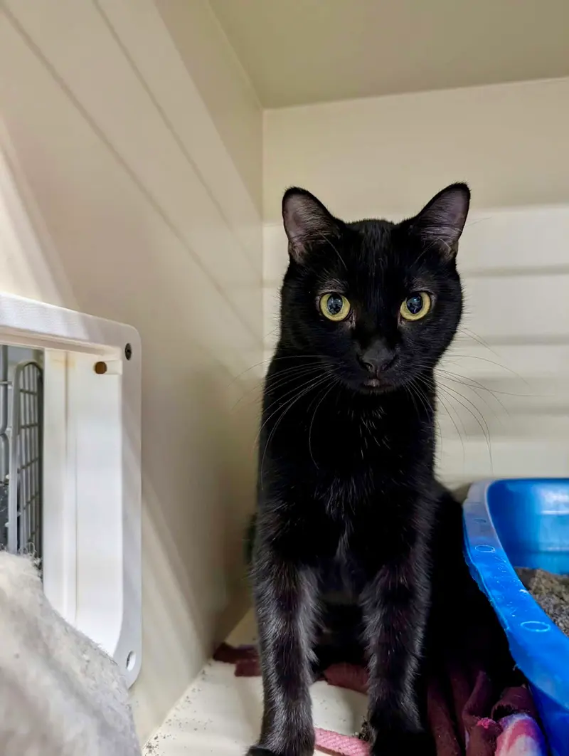 Jyn, a young female cat up for adoption
