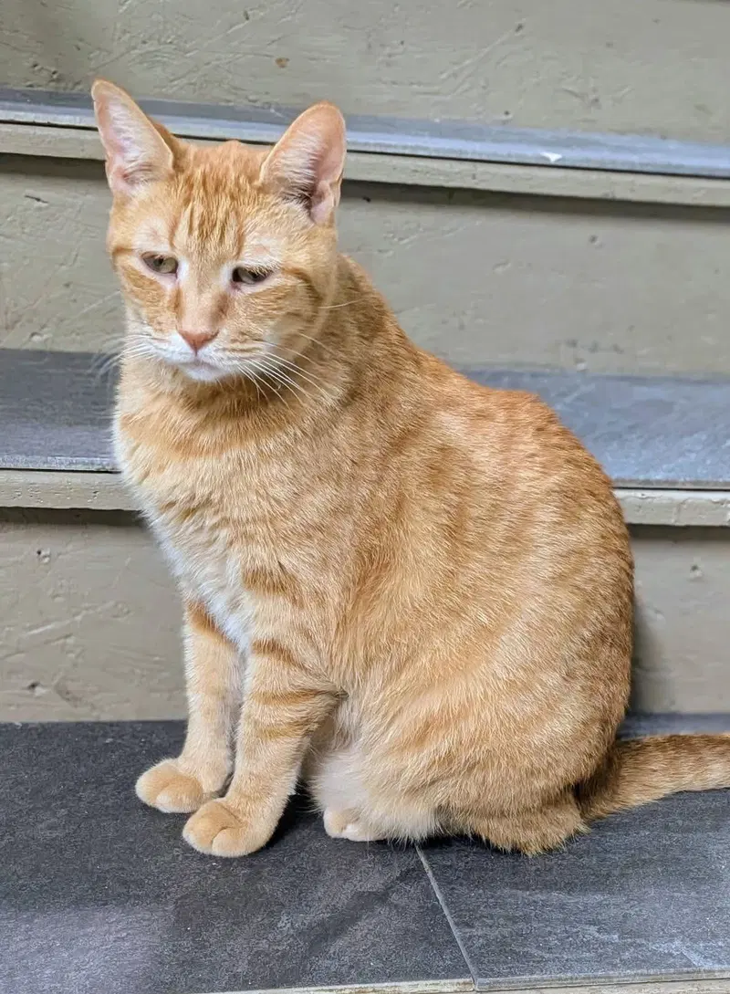 Jeff, an adult male cat up for adoption