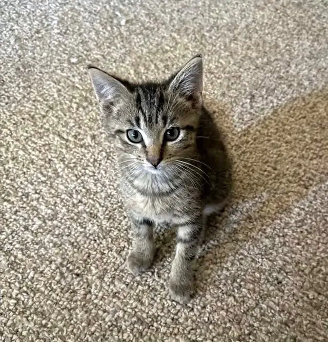 Teton, a male kitten up for adoption