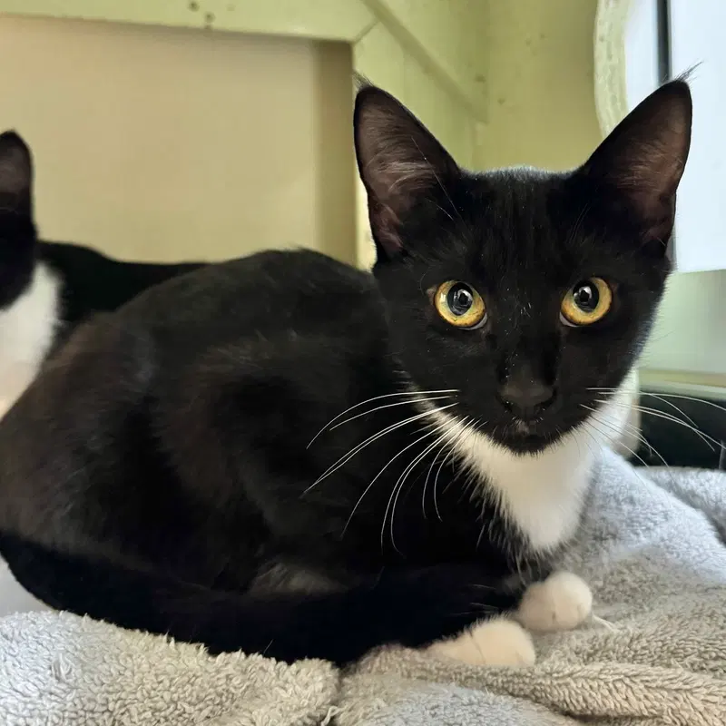 Dolly, a young female cat up for adoption