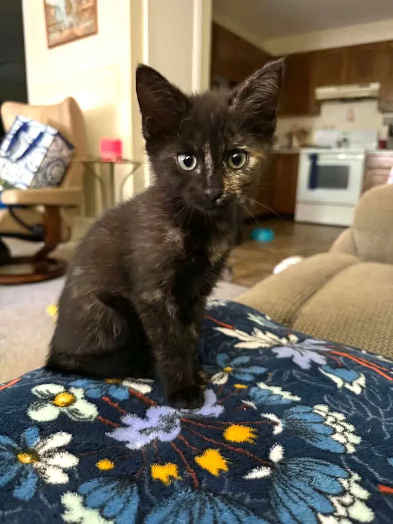 Katmai, a female kitten up for adoption